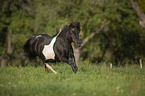 galloping Shetland Pony