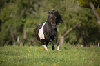 galloping Shetland Pony
