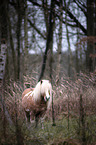 standing Shetland Pony