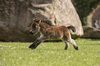 Shetland Pony foal