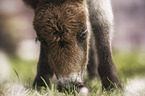 Shetland Pony foal