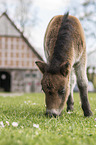 Shetland Pony foal