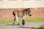 Shetland Pony foal