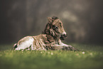 Shetland Pony foal