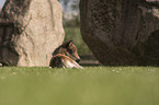 Shetland Pony foal