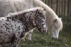 Shetland Ponies