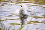 swimming Shetland Pony