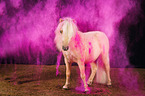 Shetland Pony with holi powder