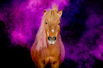 Shetland Pony with holi powder
