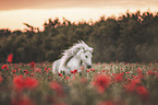 Shetland pony in the poppy field