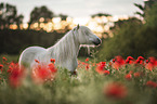 Shetland pony in the poppy field