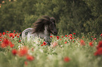 Shetland pony in the poppy field