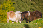 2 Shetland Ponies
