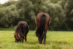 Shetlandpony and Icelandic horse