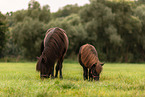 Shetlandpony and Icelandic horse
