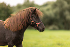 Shetlandpony