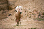 Shetland Pony mare