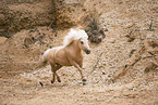 Shetland Pony mare