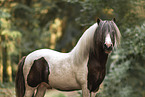 Shetlandpony