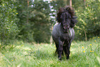 Shetland Pony in summer