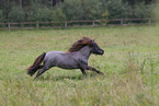 Shetland Pony in summer