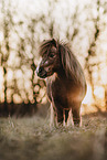 Shetland Pony at sundown