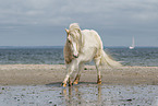 Shetland Pony at the beach