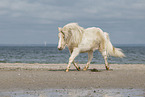 Shetland Pony at the beach