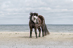 Shetland Pony at the beach