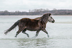 Shetland Pony at the beach