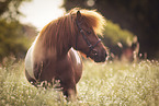 Shetland Pony