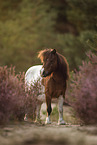 Shetland Pony