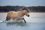 Shetland Pony