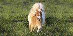 skewbald Shetland Pony
