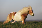 skewbald Shetland Pony