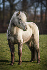 Shetland Pony mare