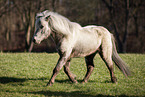 Shetland Pony mare