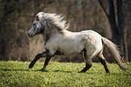 Shetland Pony mare