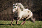 Shetland Pony mare