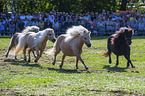 Shetland Ponies