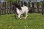 adult Shetland Pony