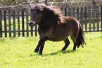 adult Shetland Pony