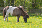 adult Shetland Pony