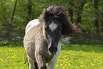 adult Shetland Pony