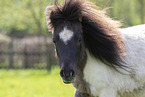 adult Shetland Pony