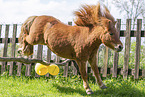 adult Shetland Pony