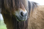 adult Shetland Pony