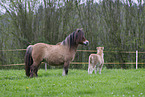 Shetland Ponies