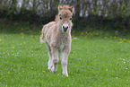 Shetland Pony Foal