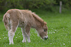 Shetland Pony Foal